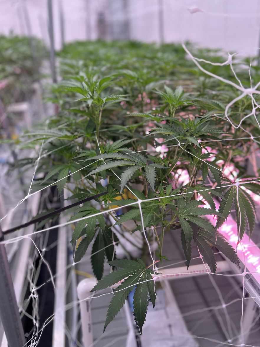 Cultivation Team
